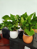 【綠蘿盆栽】吸甲醛凈化空氣水培綠植物懶人花卉好養搬家禮物全 【暢銷(xiāo)2盆】綠蘿+橙色南瓜盆自吸水 整體含盆高度20-25cm 曬單實(shí)拍圖