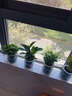 聽(tīng)雪樓盆栽辦公室幼兒園發(fā)財樹(shù)面植物綠蘿花卉水培好小綠植養活內多肉 特惠花卉3盆金枝玉葉+梔子花+九里香(新手好養) 含盆 曬單實(shí)拍圖