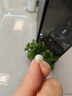 京潤珍珠耳釘925銀淺愿淡水珍珠耳飾高級感珠寶基礎款生日禮物送女友 曬單實(shí)拍圖