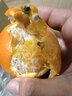 廣西武鳴沃柑新鮮當季水果大果桔子皇帝蜜橘砂糖柑橘整箱京東物流 帶箱5斤特大果【新鮮采摘產(chǎn)地直發(fā)】 曬單實(shí)拍圖