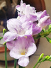 香雪蘭小蒼蘭鮮切花云南鮮花直發(fā)幽香四溢520母親節禮物 香雪蘭紫色10枝 曬單實(shí)拍圖