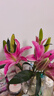 粉色百合9朵（3-4支花苞發(fā)貨） 曬單實(shí)拍圖