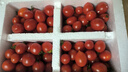 廣西露天圣女果櫻桃小番茄即食水果西紅柿新鮮蔬菜應季整箱批發(fā)價(jià) 帶箱5斤 4.5斤 凈重 曬單實(shí)拍圖