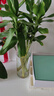 花翁水培綠植物招財轉運室內水養花卉盆栽文昌竹4支(50-60cm)源頭直發(fā) 曬單實(shí)拍圖