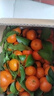 【熱銷(xiāo)】正宗廣西砂糖桔新鮮橘子當季水果時(shí)令薄皮蜜桔 砂糖橘帶箱5斤 曬單實(shí)拍圖