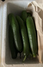 山東壽光水果黃瓜生吃脆新鮮荷蘭青瓜當季無(wú)刺小黃瓜源頭直發(fā) 精品水果黃瓜凈重 4斤 曬單實(shí)拍圖