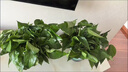 大盆綠蘿盆栽室內客廳新房吸甲醛綠植花卉辦公室植物綠籮凈化空氣 【大款】加綸吸水雙層4盆送10包肥料 帶盆帶土【基地直發(fā)】 曬單實(shí)拍圖
