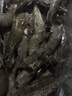 鮮京采 鮮凍大號黑虎蝦 去冰凈重2斤 31-40只/盒 斑節對蝦 曬單實(shí)拍圖
