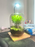 MPPMCK生命之樹(shù)懶人苔蘚微景觀(guān)辦公室盆栽宿舍植物桌面手工生態(tài)瓶真植物 造景瓶【灰】 曬單實(shí)拍圖