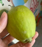 京鮮生 新疆庫爾勒香梨 凈重10斤 特級 單果120g+ 生鮮水果 曬單實(shí)拍圖
