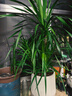 開(kāi)時(shí)果 送貨上門(mén) 龍血樹(shù)大型盆栽多頭龍須樹(shù)辦公室內龍鐵樹(shù)客廳植物盆景 【家居百搭】龍血樹(shù)0.9-1米【聚寶樹(shù)脂盆】 曬單實(shí)拍圖