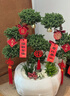 Only you【2小時(shí)達】五層塔松盆栽青松綠植松樹(shù)盆景室內植物開(kāi)業(yè)生日喬遷 學(xué)術(shù)長(cháng)青【精致造景五層塔松盆景】 送導師推薦 曬單實(shí)拍圖