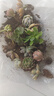 多肉植物精選圖片品種發(fā)貨照圖辦公室室內陽(yáng)臺桌面 隨機9款多肉不重復【不含盆土】 曬單實(shí)拍圖