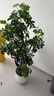 植男植女鴨腳木綠植客廳大型盆栽落地室內高級感真好養發(fā)財造型掌源頭直發(fā) 曬單實(shí)拍圖