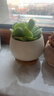 天丂北歐花盆陶瓷帶托盤(pán)家用蝴蝶蘭多肉文竹小花盆帶竹墊一個(gè)裝 檸檬圓盆（配竹墊） 曬單實(shí)拍圖
