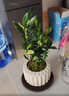 八芽小葉梔子花四季盆栽植物室內好養辦公室桌面帶盆景花苞開(kāi)花小綠植 梔子花+豎紋南瓜盆+不含托盤(pán) 帶盆栽好 曬單實(shí)拍圖