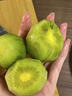 甜萌果蔬徐香獼猴桃【現摘/多地極速達】陜西水果綠心整箱批發(fā)當季翡翠果 12枚【品鮮果】單果60g左右 曬單實(shí)拍圖