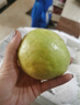 樹(shù)上熟奶油芭樂(lè )蜜梨2粒500g 曬單實(shí)拍圖