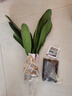 大盆君子蘭盆栽名貴國寶級花卉苗綠植物圓頭和尚室內客廳四季好養 大苗當年開(kāi)花】12-14片葉子+帶土 送肥料 曬單實(shí)拍圖