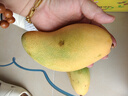 正宗海南金煌芒新鮮大青皮芒果時(shí)令現摘新鮮芒果生鮮水果整箱 青金煌芒凈重2斤裝250g+ 曬單實(shí)拍圖