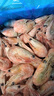 美加佳熟凍北極甜蝦腹籽凈重3斤 90/130規格   熟凍甜蝦 海鮮水產(chǎn) 曬單實(shí)拍圖