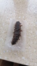 曉芹大連即食海參3斤35-50只 固形物≥75% 遼刺參 海鮮水產(chǎn) 曬單實(shí)拍圖
