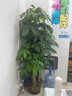 Only you【2小時(shí)達】發(fā)財樹(shù)大型綠植花卉室內客廳辦公室生日開(kāi)業(yè)喬遷送禮 步步高發(fā)財樹(shù) 曬單實(shí)拍圖