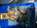 鮮凍鮑魚(yú)500g鮮活冷凍鮑魚(yú)去殼鮑魚(yú)海鮮水產(chǎn)非即食鮑魚(yú) 精品帶殼鮑魚(yú)500g【8-10只/斤】 曬單實(shí)拍圖