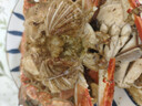 舟山梭子蟹鮮活特大野生大螃蟹新鮮冷凍海鮮水產(chǎn)海蟹飛蟹白蟹順豐 凈重3-4兩/只【10只 精品野生】 曬單實(shí)拍圖