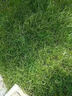 萌蘊（MengYun）進(jìn)口草坪種子草籽矮四季青草種護坡綠化耐寒耐旱免修剪草皮草種子 【四季青】混播草籽一斤 曬單實(shí)拍圖