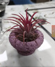 喜鵲說(shuō)空氣鳳梨辦公室桌面綠植室內小盆栽植物好養四季懶人情緒穩定花卉 紅精靈-粉火山飛碟盆 含盆 曬單實(shí)拍圖