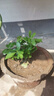 【八方來(lái)財】發(fā)財樹(shù)鴨腳木盆栽四季常青桌面防輻射花卉盆景 八方來(lái)財20厘米4顆【發(fā)陶瓷盆】 送肥料 曬單實(shí)拍圖