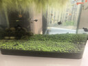 水草陶粒砂生態(tài)魚(yú)缸玻璃瓶家用水草泥水培四季造景套餐新手易種 5斤水草泥+一萬(wàn)粒種子+液肥 曬單實(shí)拍圖