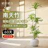 植男植女精品南天竹室內辦公室大型綠植盆栽客廳造景真樹(shù)四季常青源頭直發(fā) 曬單實(shí)拍圖