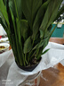 年宵花【熱銷(xiāo)款】白掌一帆風(fēng)順盆栽水培植物綠植過(guò)年裝飾擺件年貨 【店主推薦】特級白掌6-8株帶花+早安盆+營(yíng)養液 曬單實(shí)拍圖