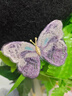 默研（MOYAN）復古輕奢手工刺繡瑯蝴蝶胸針女小眾感別針diy胸花 刺繡蝴蝶胸針-紫色 曬單實(shí)拍圖