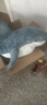 宜家（IKEA）布羅艾鯊魚(yú)抱枕公仔玩偶生日禮物毛絨玩具送女生網(wǎng)紅睡覺(jué)可愛(ài) 鯊魚(yú)100 cm 曬單實(shí)拍圖