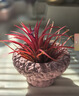 喜鵲說(shuō)空氣鳳梨辦公室桌面綠植室內小盆栽植物好養四季懶人情緒穩定花卉 紅精靈-粉火山飛碟盆 含盆 曬單實(shí)拍圖