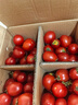 廣西露天圣女果櫻桃小番茄即食水果西紅柿新鮮蔬菜應季整箱批發(fā)價(jià) 帶箱5斤 4.5斤 凈重 曬單實(shí)拍圖