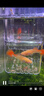坤寧王*魚(yú)缸隔離盒孔雀魚(yú)繁殖盒鸚鵡魚(yú)斗魚(yú)小魚(yú)苗產(chǎn)卵孵化盒懸浮式小號 曬單實(shí)拍圖