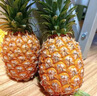 京鮮生 海南金鉆鳳梨 2個(gè)裝 單果2斤起 生鮮水果 曬單實(shí)拍圖