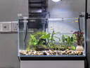 YEE超白魚(yú)缸桌面客廳生態(tài)斗金魚(yú)烏龜缸造景小型水草養魚(yú)玻璃裸缸40cm 曬單實(shí)拍圖