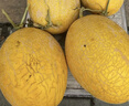京鮮生 海南黃金哈密瓜 2粒 單果2.5斤起 凈重6-8斤 生鮮水果禮盒 曬單實(shí)拍圖