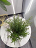 京悠雨【特級】迷迭香苗盆栽可食用驅蚊植物香草薄荷苗水培花卉綠植物室 迷迭香中苗(原土盆)+營(yíng)養液 曬單實(shí)拍圖