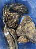乳山生蠔鮮活特大牡蠣帶殼海蠣子新鮮山東海鮮水產(chǎn)整箱10斤現貨發(fā) 6XL蠔王(6-9只每箱)凈重4斤 曬單實(shí)拍圖