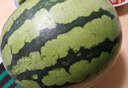 京鮮生 麒麟無(wú)籽西瓜 1粒裝 凈重7-9斤 生鮮水果 曬單實(shí)拍圖