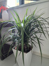 愛(ài)優(yōu)尚八方來(lái)財鴨腳木客廳大型綠植盆栽室內吸甲醛喬遷發(fā)財樹(shù)源頭直發(fā) 曬單實(shí)拍圖