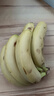 黃胖子進(jìn)口香蕉650g 曬單實(shí)拍圖