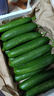 壽光水果黃瓜小黃瓜生吃脆嫩清甜涼拌蘸醬乳瓜農家自種現摘現發(fā) 水果黃瓜帶箱2斤  凈重 1.8斤 曬單實(shí)拍圖