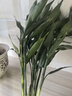 植男植女水培綠植富貴竹水養植物 富貴竹桌面植物好養8根無(wú)瓶源頭直發(fā) 曬單實(shí)拍圖